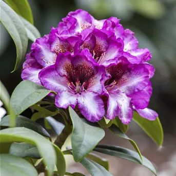 Rhododendron & Azaleen