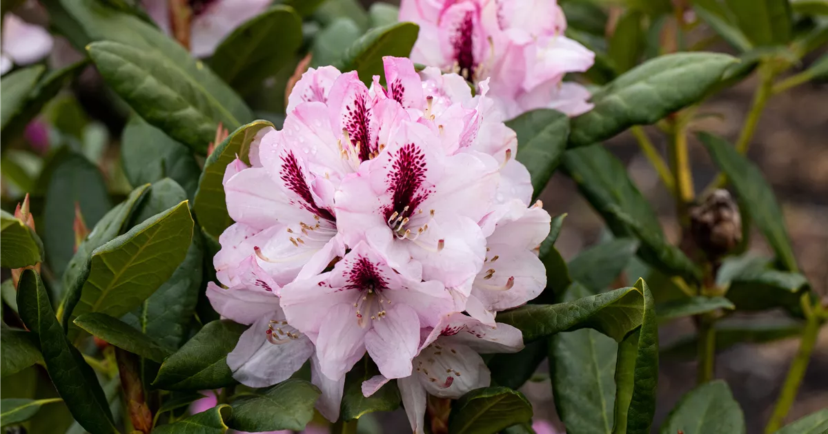 Rhododendron Hybr.'Herbstfreude', RhododendronHybride 'Herbstfreude
