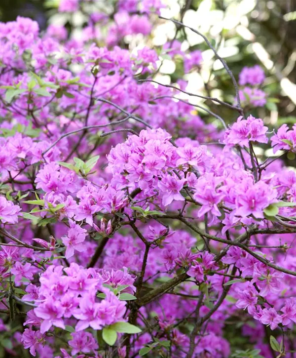 Rhododendron 'Praecox' Geschickt Pflanzen