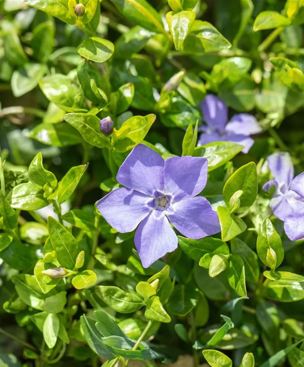 Vinca minor 'Marie' S, Kleines GartenImmergrün Geschickt Pflanzen