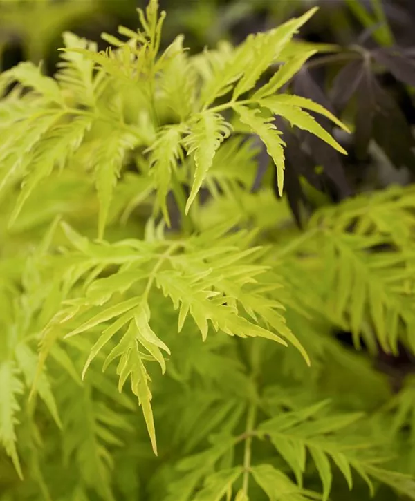 Sambucus racemosa 'Plumosa Aurea', Traubenholunder 'Plumosa Aurea ...