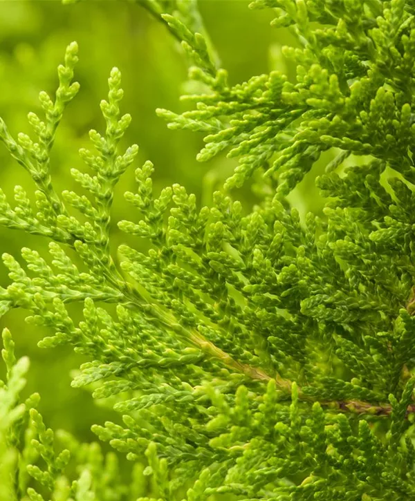 Thuja occidentalis 'Golden Brabant', Lebensbaum 'Golden Brabant