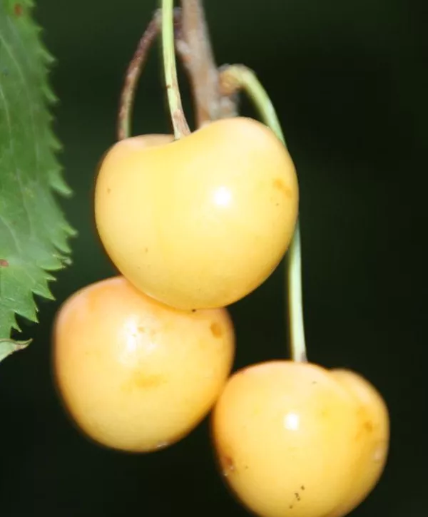 Prunus av.'Döniss.Gelbe Knorpelk.' CAC, Süßkirsche 'Dönissens Gelbe Knorpel'  5./6.KW - Geschickt Pflanzen
