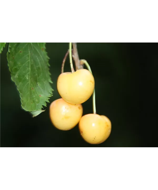 Prunus av.\'Döniss.Gelbe Knorpelk.\' CAC, Süßkirsche \'Dönissens Gelbe Knorpel\'  5./6.KW - Geschickt Pflanzen