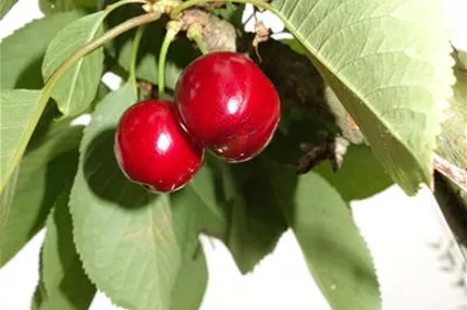 Prunus av.\'Große Schwarze Knorpelk.\' CAC, Süßkirsche \'Große Schwarze  Knorpelkirsche\' 5.KW - Geschickt Pflanzen