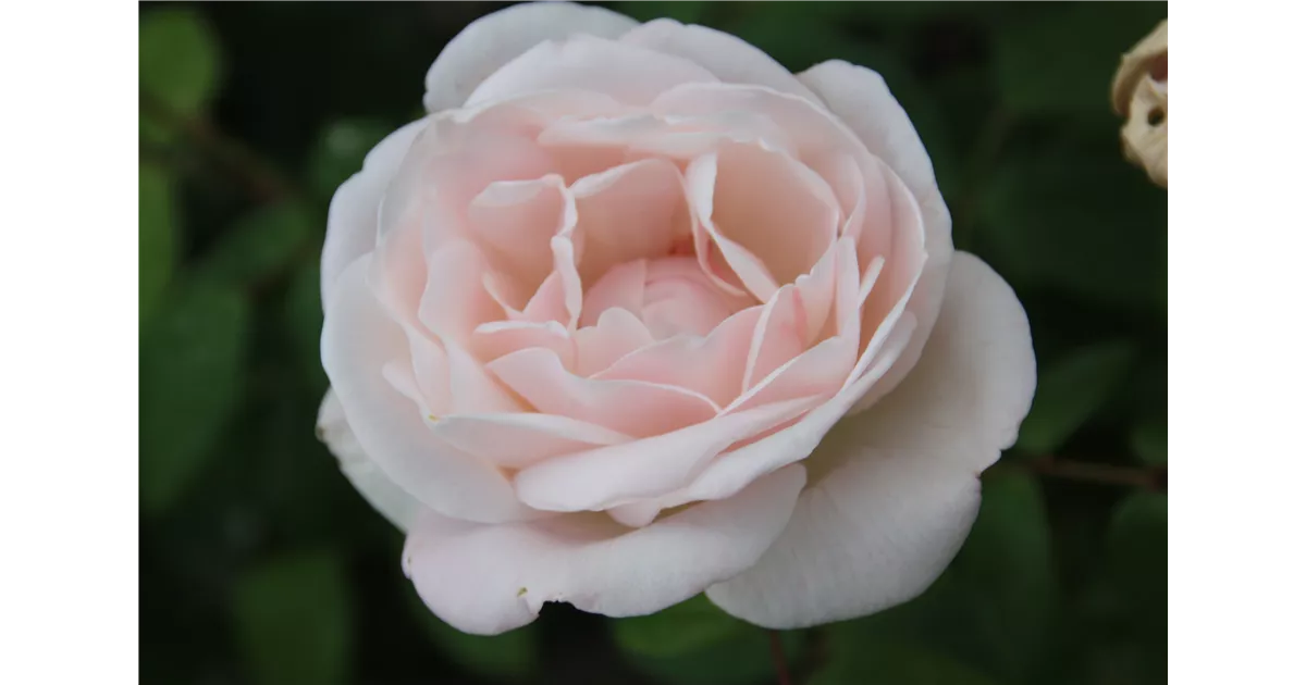 Rosa 'Helga' -R- BT, Beetrose 'Helga' -R- - Geschickt Pflanzen