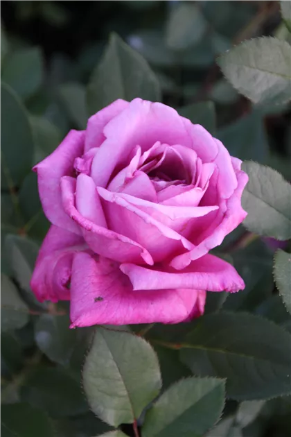 Blue perfume rose deals