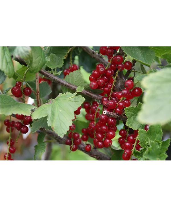 Ribes rubrum 'Rovada' CAC, Rote Johannisbeere 'Rovada' spät Geschickt