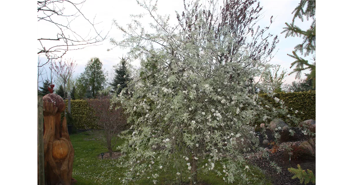 Pyrus salicifolia 'Pendula' CAC, Hängende Wildbirne Geschickt Pflanzen