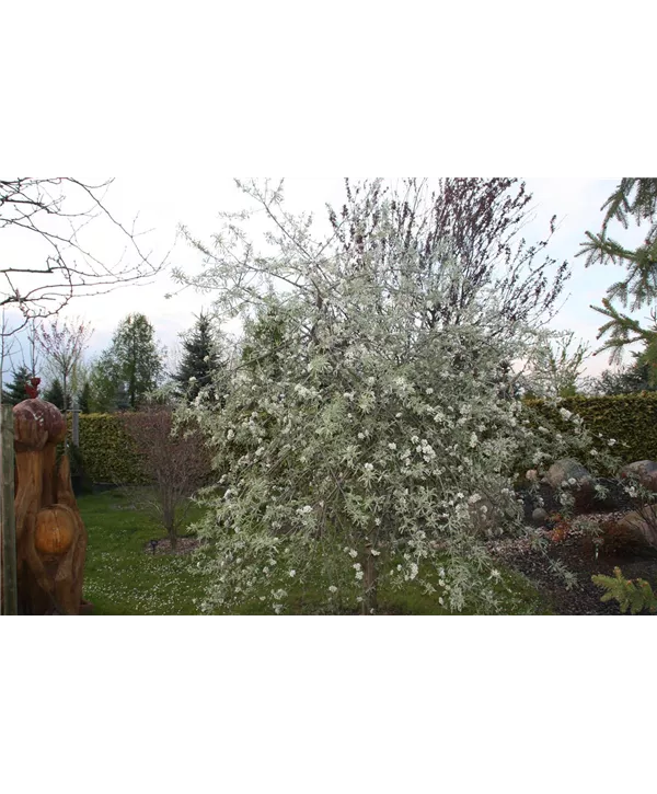 Pyrus salicifolia 'Pendula' CAC, Hängende Wildbirne Geschickt Pflanzen