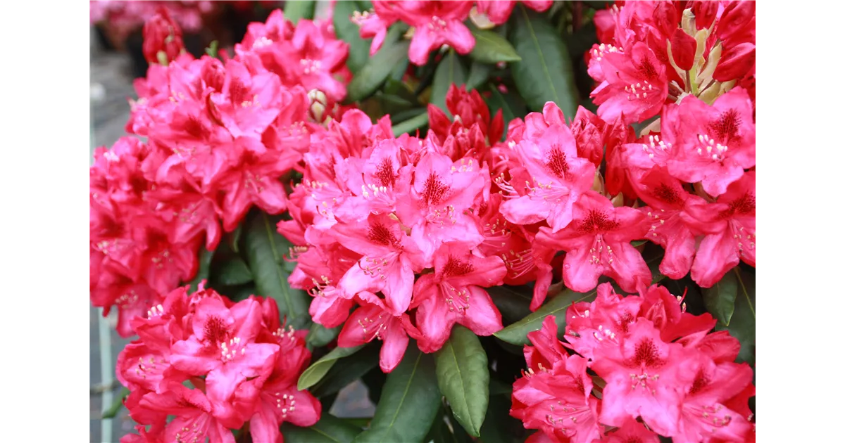 Rhododendron Hybr.'Nova Zembla', RhododendronHybride 'Nova Zembla