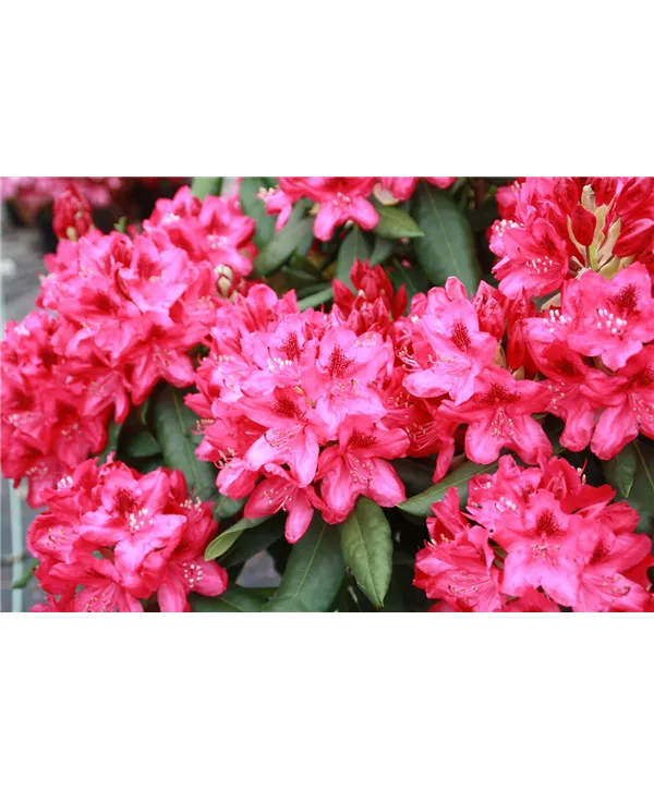 Rhododendron Hybr.'Nova Zembla', RhododendronHybride 'Nova Zembla
