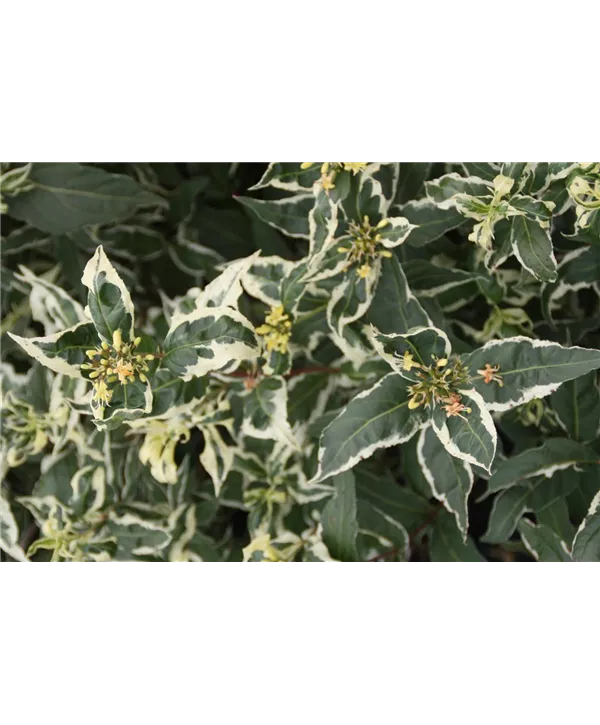 Diervilla sessilifolia 'Cool Splash', Amerikanische Weigelie