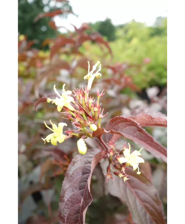 Diervilla splendens 'Diva' S, Amerikanische Weigelie 'Diva' S