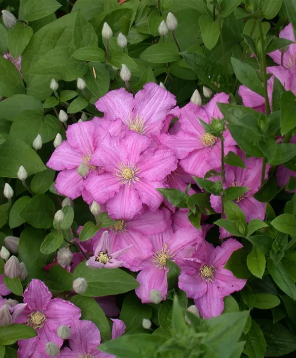 Clematis 'Madame Baron Veillard', Waldrebe - Geschickt Pflanzen