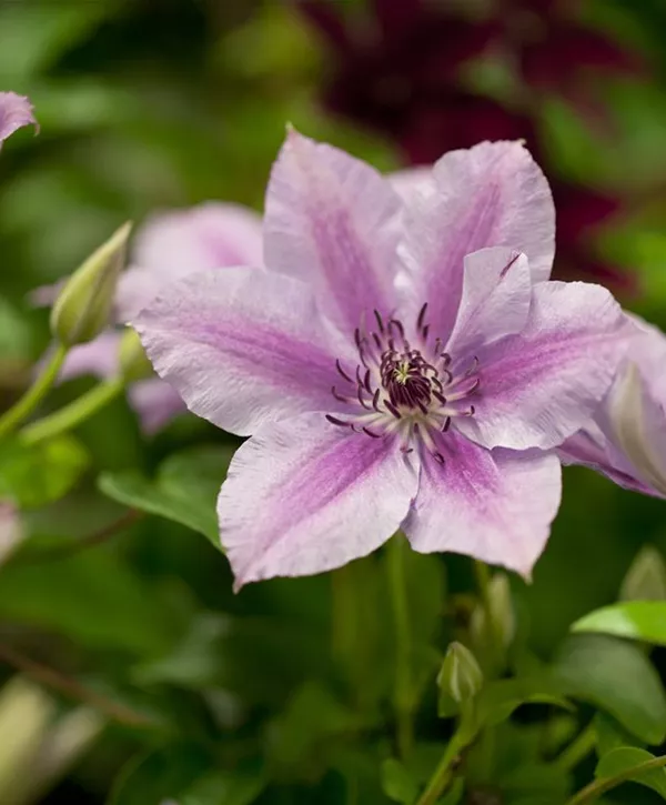 Clematis 'Nelly Moser', Waldrebe 'Nelly Moser' Geschickt Pflanzen