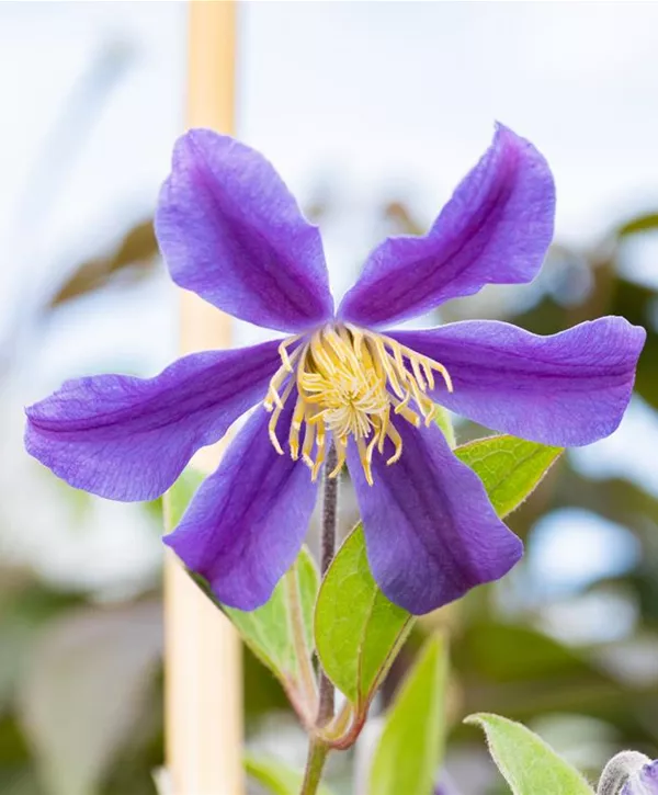 Clematis integrifolia 'Juuli', Krautige GartenWaldrebe Geschickt
