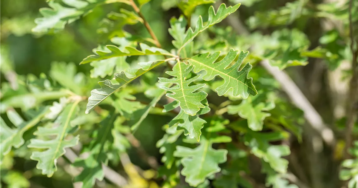 Quercus macrocarpa, Großfrüchtige Eiche Geschickt Pflanzen