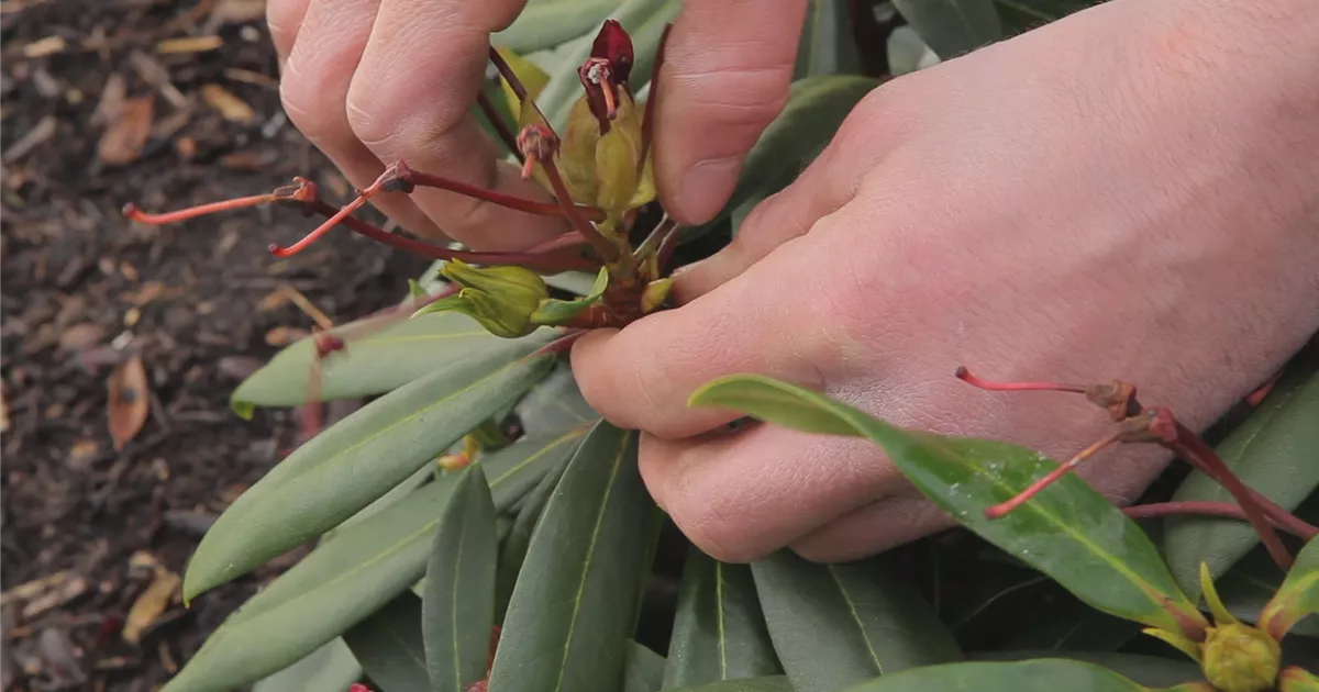 Rhododendron Entfernen von Blütenständen Geschickt Pflanzen