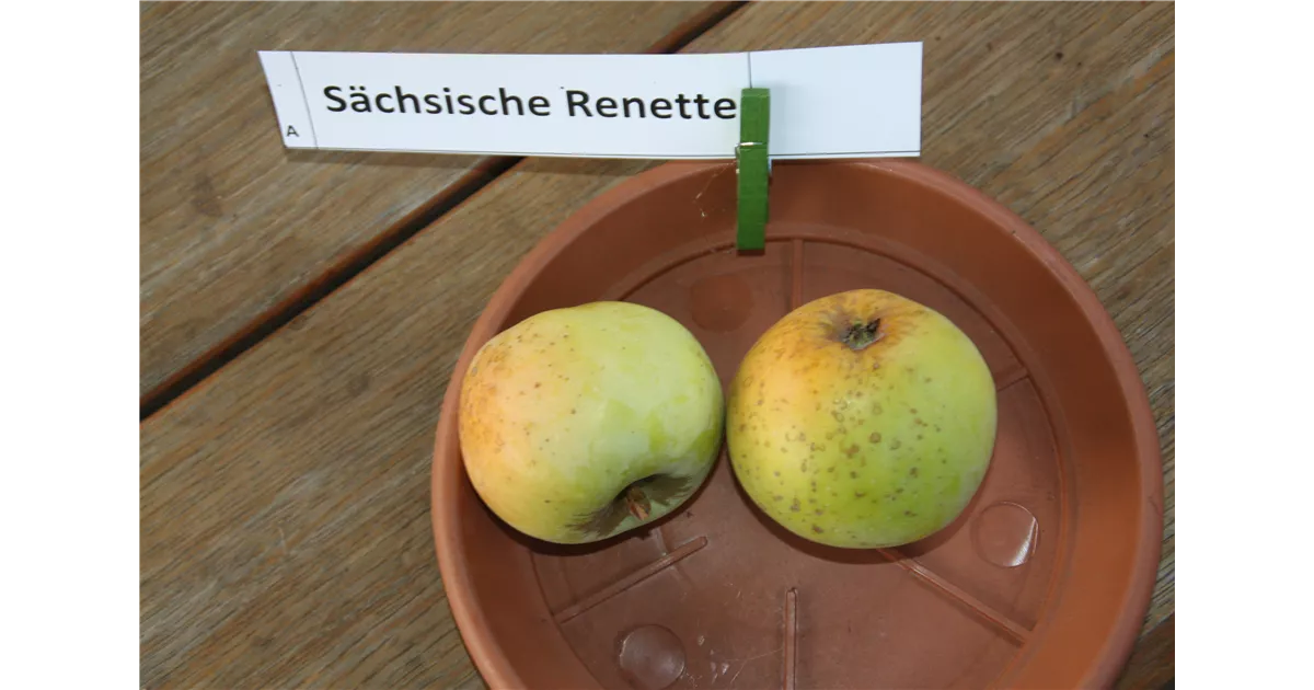 Malus 'Gelbe sächsische Apfel 'Gelbe sächsische