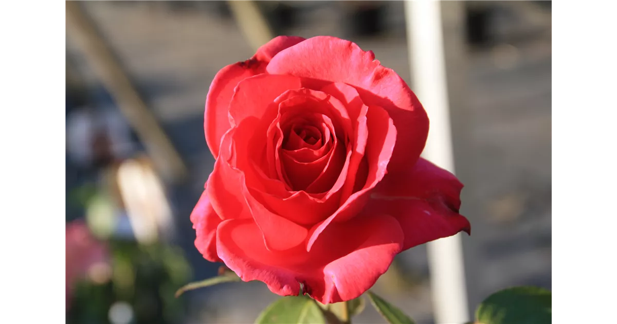 Derbe Rosa Rosa 'Derby, Edelrose 'Derby - Geschickt Pflanzen