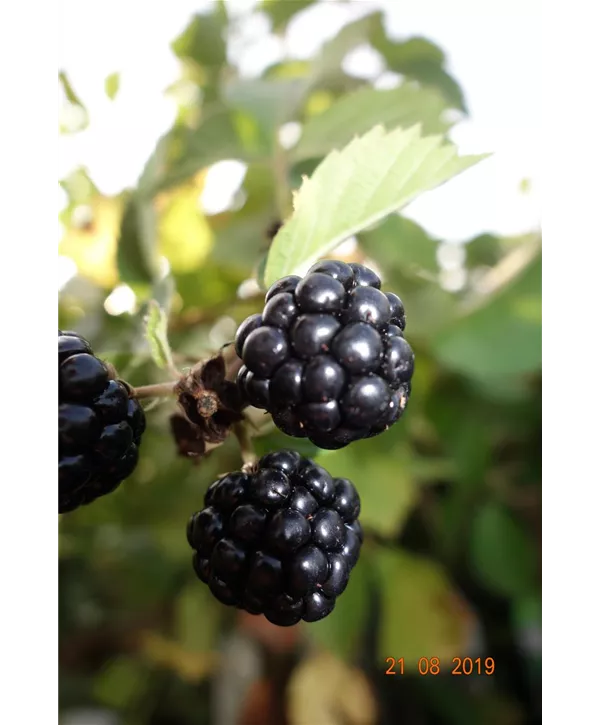 Rubus frut.'Asterina', Stachellose Brombeere 'Asterina' Geschickt