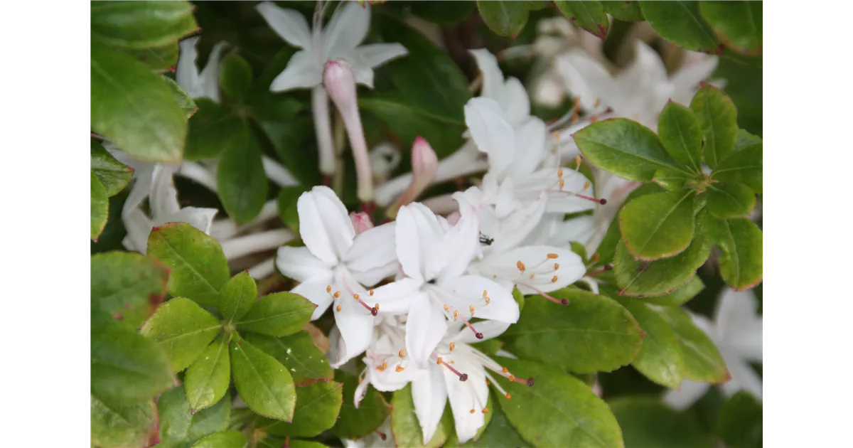 38+ Rhododendron Viscosum Lemon Drop Pflanzen, Azalea &#039;weston&#039;s lemon