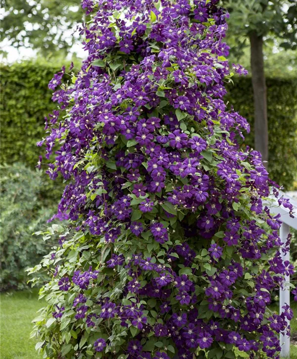 Clematis viticella 'Polish Spirit', Italienische Waldrebe 'Polish
