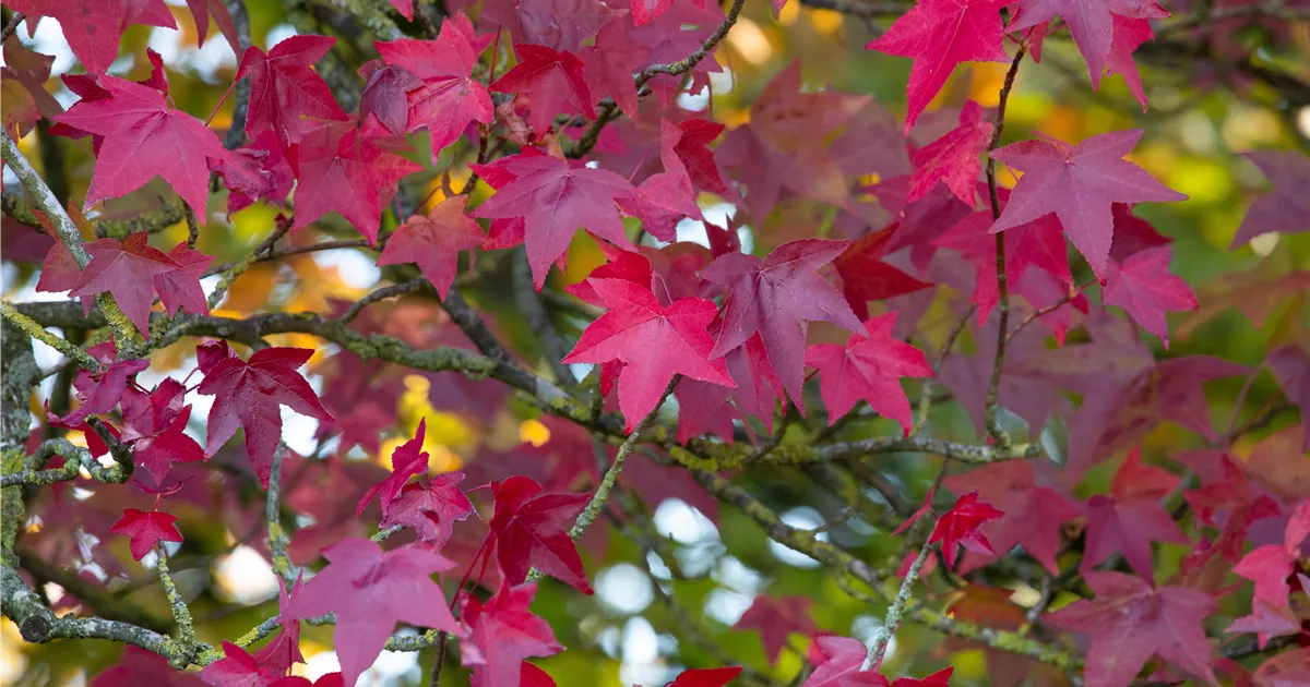Liquidambar styraciflua 'Lane Roberts', Amberbaum 'Lane Roberts