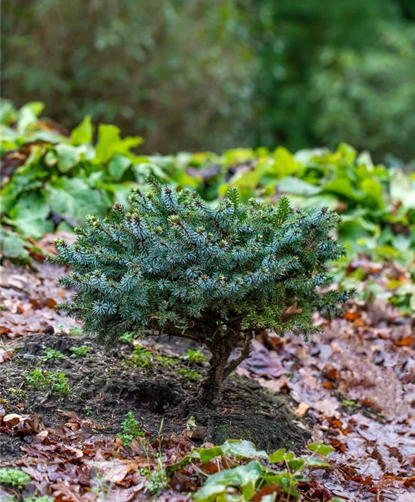 Picea omorika 'Mirjam', Omorikafichte Geschickt Pflanzen