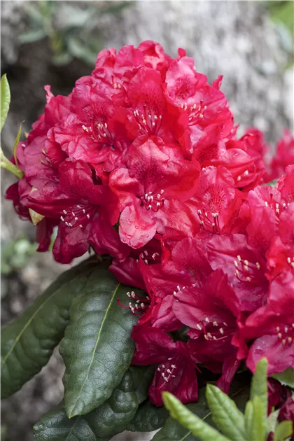Rhododendron Hybr.'Hachm.Feuerschein' -R-, Rhododendron-Hybr.'Hachm. Feuerschein' -R- - Geschickt Pflanzen