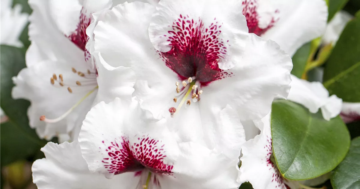 Rhododendron Hybr.'Hachm.Picobello' -R-, Rhododendron-Hybr.'Hachm.Picobello'  -R- - Geschickt Pflanzen