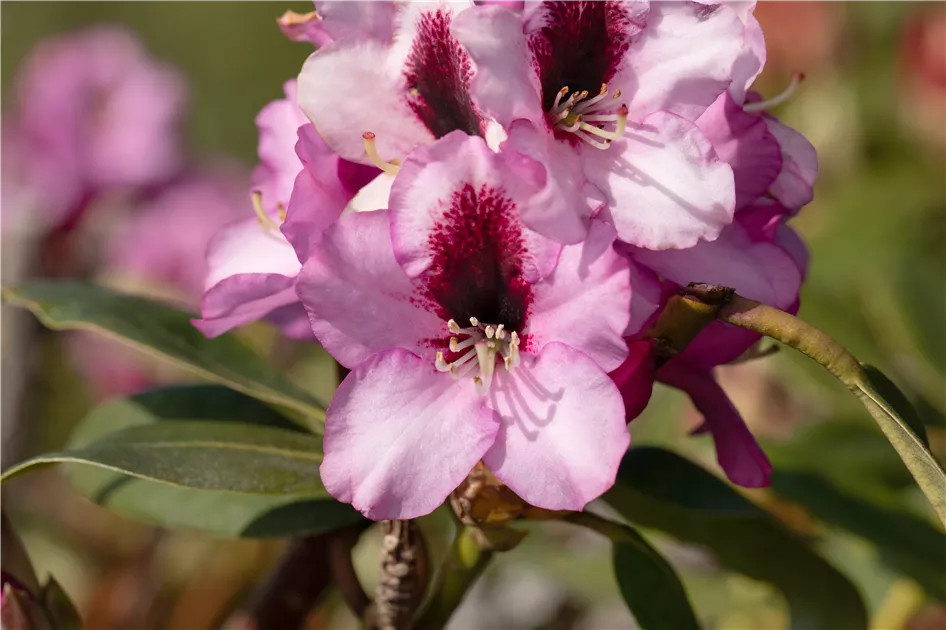 Rhododendron Hybr.'Pfauenauge' -R-, Rhododendron-Hybride 'Pfauenauge' -R- -  Geschickt Pflanzen