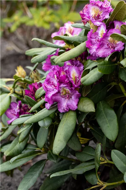 Rhododendron Hybr.'Anatevka', Rhododendron-Hybride 'Anatevka' - Geschickt  Pflanzen