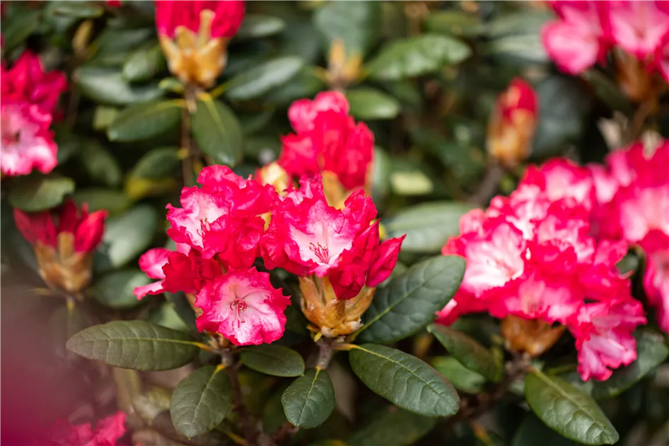 Rhododendron yak.'Kokette', Yaku-Rhododendron 'Kokette' - Geschickt Pflanzen