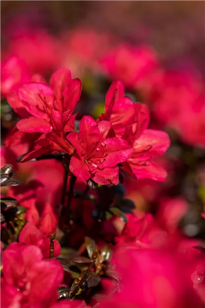 Rhododendron obt.'Maruschka' -R-, Japanische Azalee 'Maruschka' -R- -  Geschickt Pflanzen
