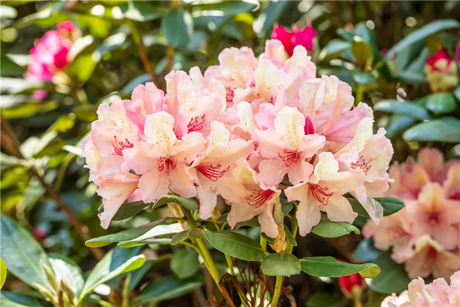 Rhododendron Hybr.'Brasilia'