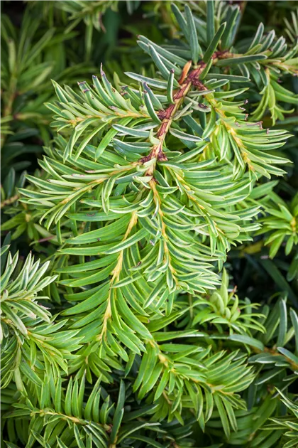 thuja vital Thuja | Tater Tot Arborvitae main image 1