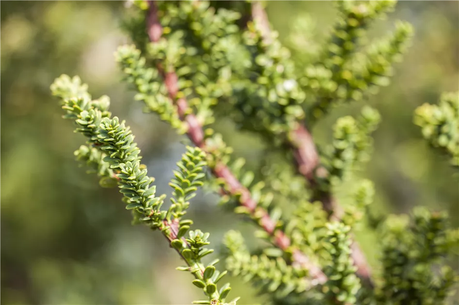 Taxus baccata 'Amersfoort', Eibe 'Amersfoort' - Geschickt Pflanzen