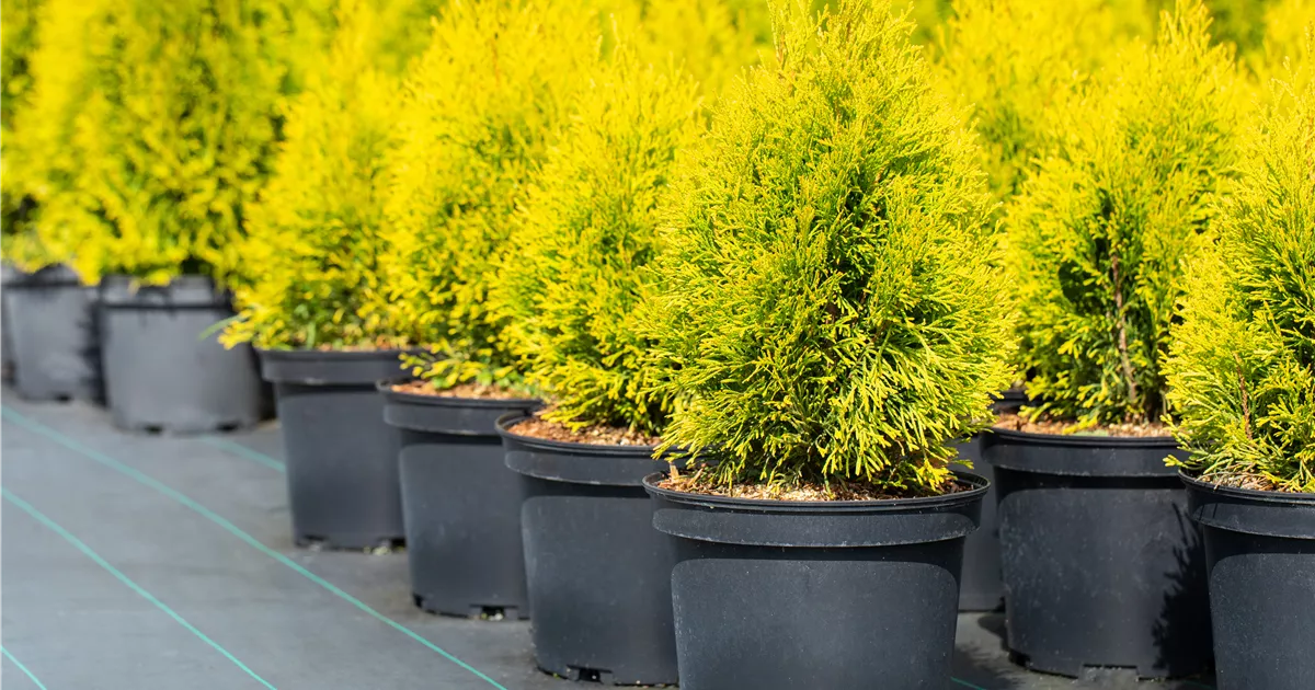 thuja smaragd arten Thuja 