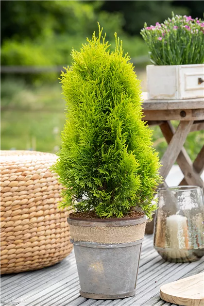 thuja sorten bilder Thuja Smaragd kaufen – schmale Hecke