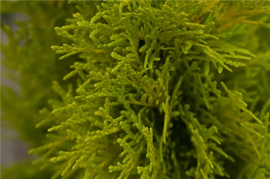thuja winter dnger Purgrn Thuja-Dnger 1 kg