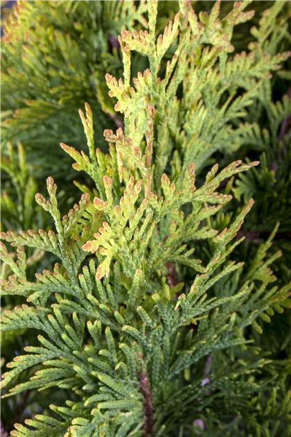 Thuja occidentalis 'Smaragd d'Or'