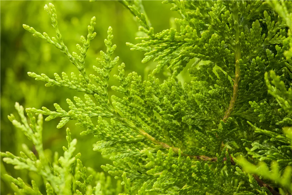 Thuja occidentalis 'Golden Brabant', Lebensbaum 'Golden Brabant' -  Geschickt Pflanzen