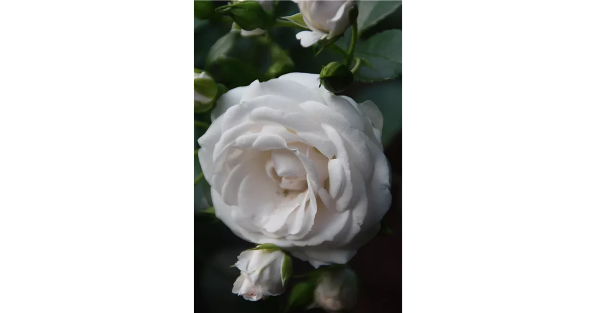 Rosa 'Aspirin-Rose' -R- BDR, Bodend.Rose 'Aspirin-Rose' -R- ADR-Rose -  Geschickt Pflanzen