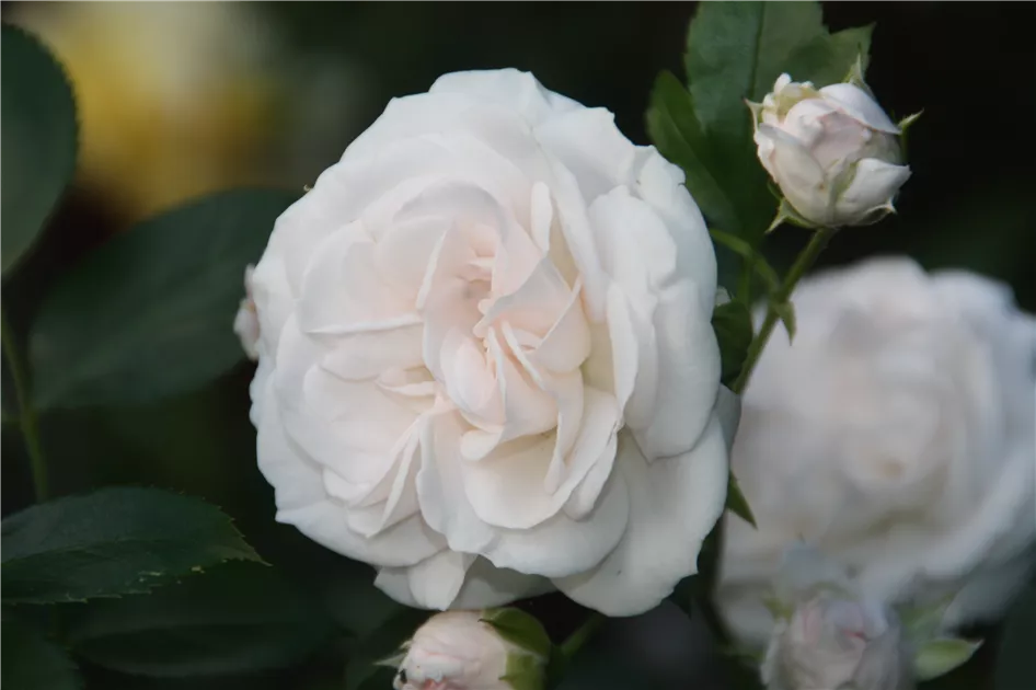 Rosa 'Aspirin-Rose' -R- BDR, Bodend.Rose 'Aspirin-Rose' -R- ADR-Rose -  Geschickt Pflanzen