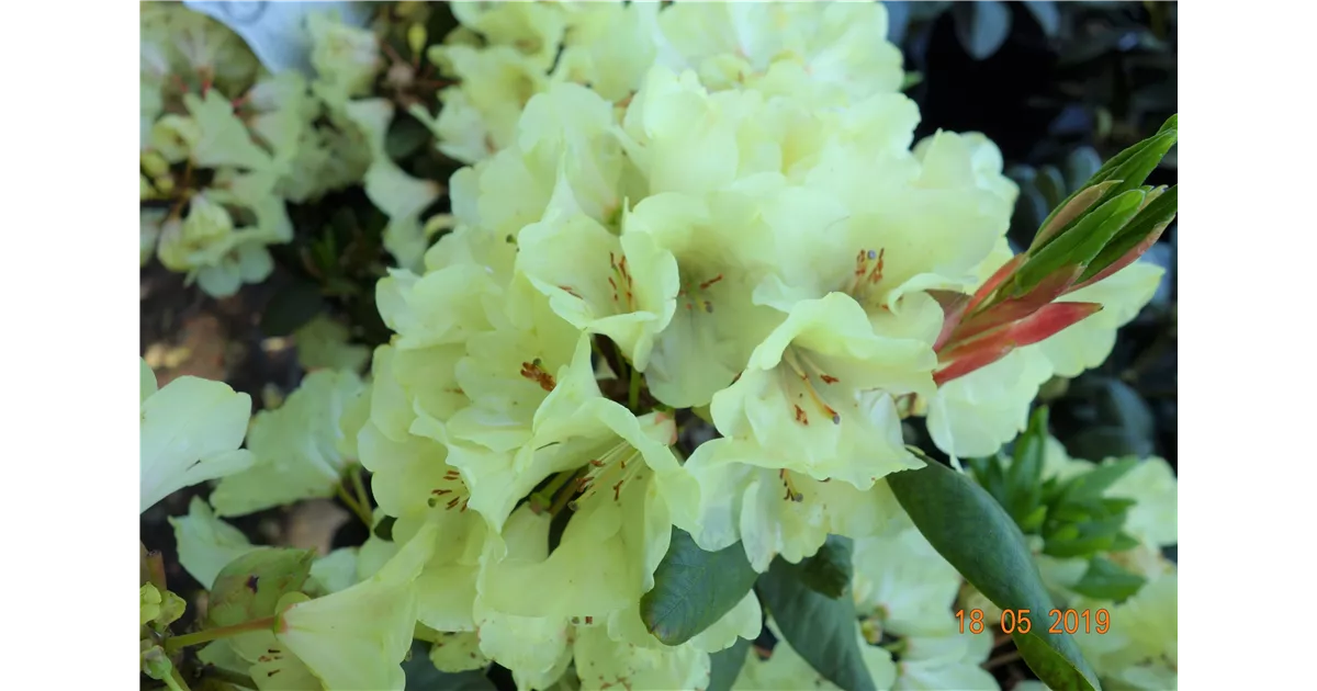Rhododendron Hybr.'Goldinetta' -R-, Rhododendron-Hybride 'Goldinetta' -R- -  Geschickt Pflanzen