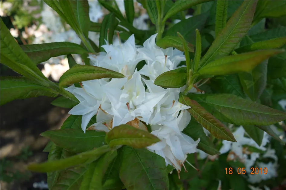 Rhododendron mixtum 'Schneekpfchen'