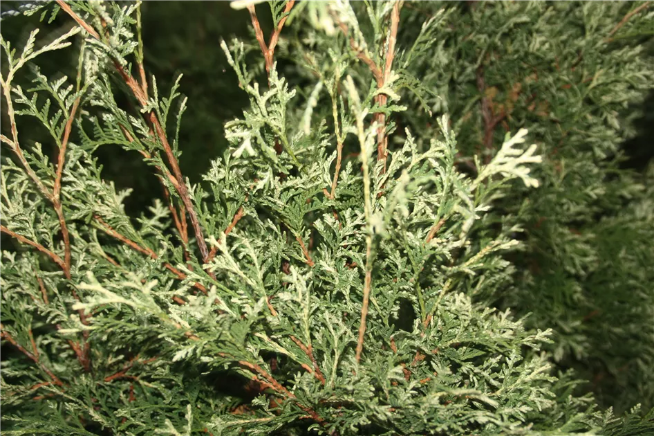 Thuja occidentalis 'Wansdyke Silver'