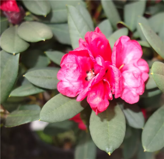 Rhododendron neriiflorum 'Burletta'